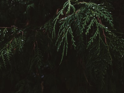 The green leaves on the brown soil
